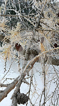 Frosty pine cones