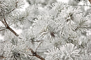 Frosty pine cones hanging from evergreen branches with falling snow