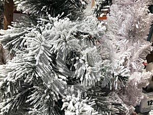 Frosty Pine Cones Hanging From Evergreen Branches With Falling Snow / Christmas Decoration Concept