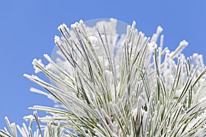 Frosty pine leaf