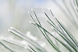 Frosty pine leaf photo