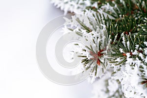 Frosty pine tree