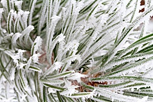 Frosty pine tree