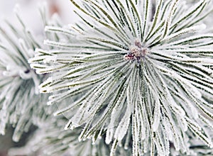 Frosty pine