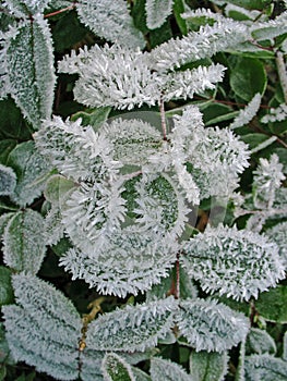 Frosty plant