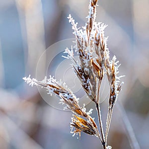 Frosty Plant Covered with Ice Crystals in Winter in Cold Temperature with Blurred Background