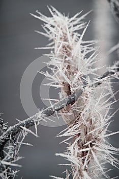 Frosty Plant in a Wire Fence on a Cold Winter Morning