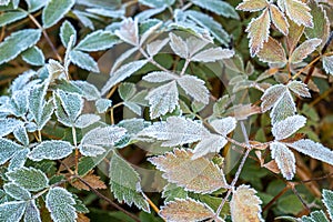 Frosty plants leaves with shiny ice frost in snowy forest park. Leaves covered hoarfrost and in snow. Tranquil peacful photo