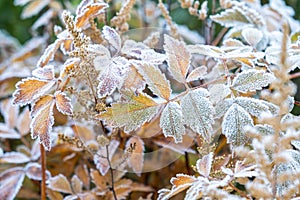 Frosty plants leaves with shiny ice frost in snowy forest park. Leaves covered hoarfrost and in snow. Tranquil peacful