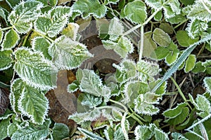 Frosty plants leaves with shiny ice frost in snowy forest park. Leaves covered hoarfrost and in snow. Tranquil peacful