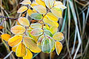 Frosty plants leaves with shiny ice frost in snowy forest park. Leaves covered hoarfrost and in snow. Tranquil peacful