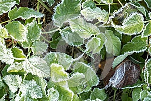 Frosty plants leaves with shiny ice frost in snowy forest park. Leaves covered hoarfrost and in snow. Tranquil peacful photo