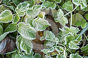 Frosty plants leaves with shiny ice frost in snowy forest park. Leaves covered hoarfrost and in snow. Tranquil peacful photo