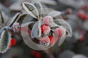 Frosty red berries