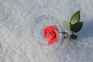 Frosty Red Rose