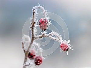 Frosty red rose hips on a blurred background_