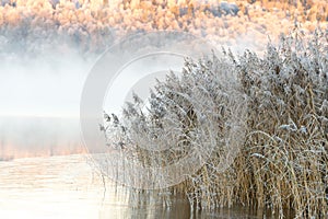 Frosty reeds, calm lake, misty morning at sunrise, dawn.