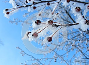 Frosty rennets