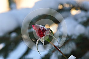 A frosty rose bud