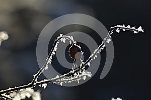 Frost on rose hip branch and berry in winter forest on dark background