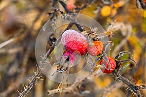 Frosty rose hip with shiny ice frost in snowy forest park. Fallen plants covered hoarfrost and in snow. Tranquil peacful