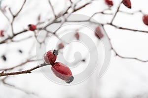 Frosty rose hips closeup