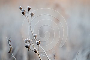Frosty Seed Pods