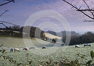 Frosty Sheep 2