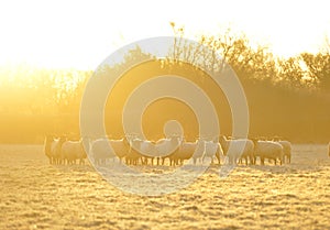 Frosty sheep