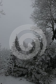 Frosty snow covered coniferous and deciduous trees in the forest in winter in Lithuania. Vertical view