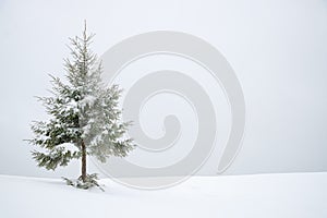 Frosty snow covered fir tree in snow as winter background.