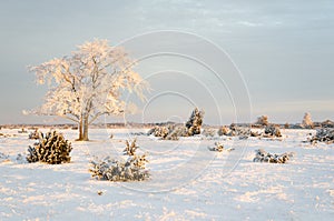 Frosty solitude tree in the first morning sunshine