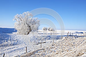 Frosty Southern Alberta