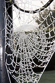 Frosty spider's web