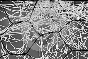 A frosty spider web - detail