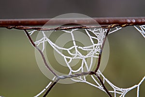 A frosty spider web - detail