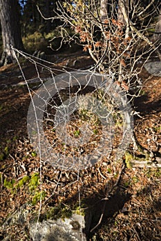 Frosty Spiders Web in Abernethy Forest in Scotland.
