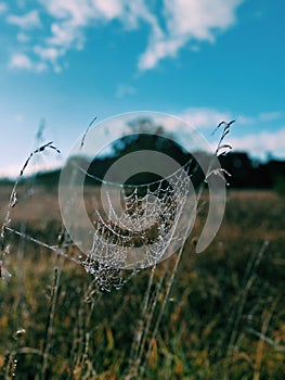 Frosty spiderweb crystalized ice on grass morning