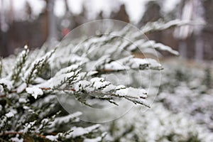 Frosty Spruce Branches. Outdoor frost scene. Snow winter background.