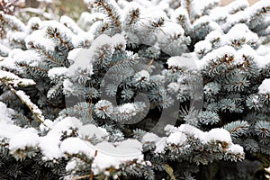 Frosty Spruce Branches. Outdoor frost scene. Snow winter background.