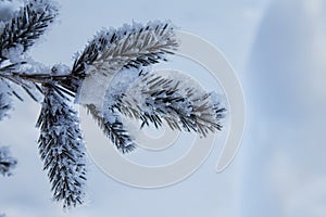 Frosty Spruce Branches. Snow winter background.