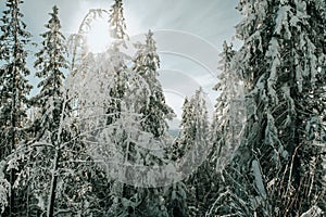 Frosty spruce trees. Snow covered Fir Tree Forest. Nature winter landscape. Carpathian national park, Ukraine, Europe
