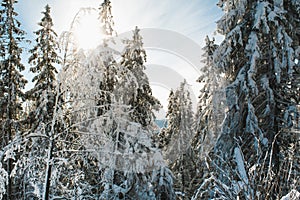Frosty spruce trees.Snow covered Fir Tree Forest during sunny day. Nature winter landscape. Carpathian national park, Ukraine