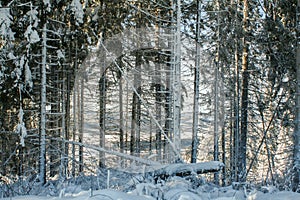 Frosty spruce trees.Snow covered Fir Tree Forest during sunny day. Nature winter landscape. Carpathian national park, Ukraine