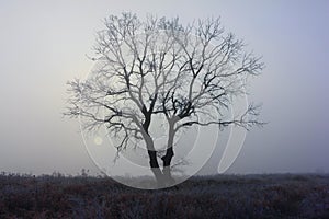 Frosty sunrise and lonely tree - winter background