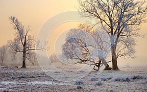 Frosty sunset with trees photo