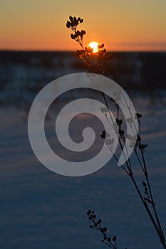 A frosty sunset of the sun