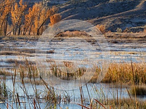 Frosty Swamp in November