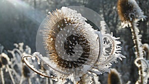 Frosty teasel bathed in sunlight