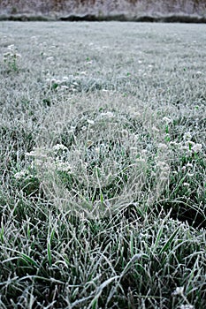 Queen Anns Lace and Grass Covered with Frost photo